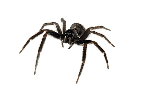 black-house-spider